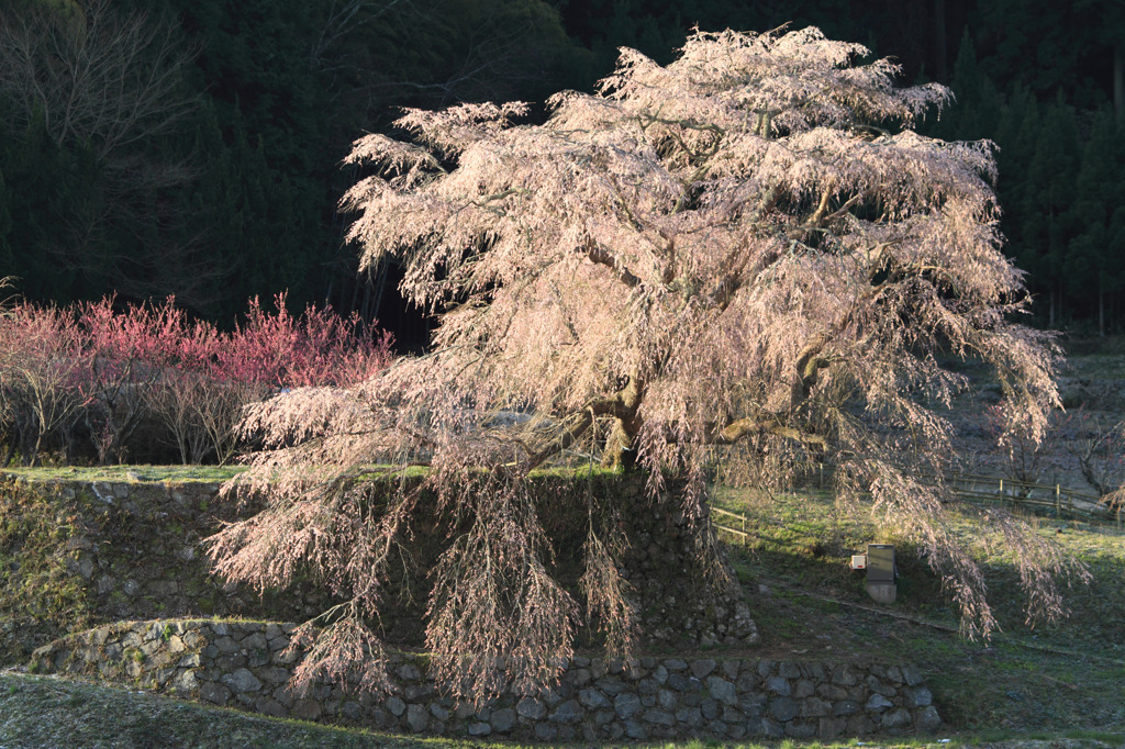 又兵衛桜～朝日を浴びて