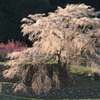 又兵衛桜～朝日を浴びて