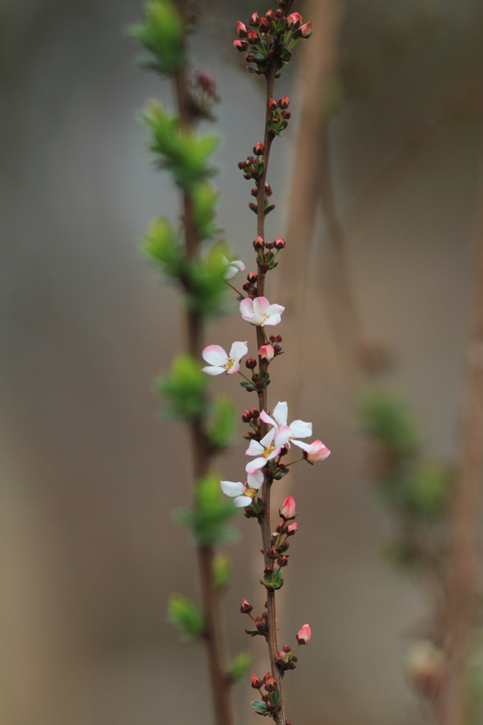 Blooming