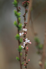 Blooming