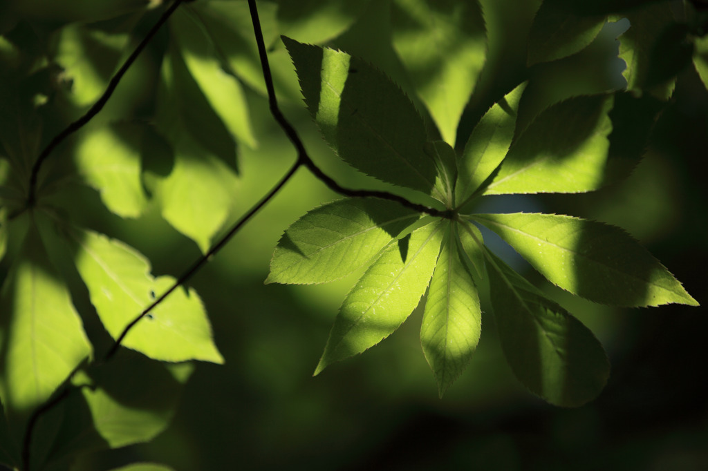 Lights and shadows in the forest