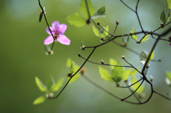 最後の一花