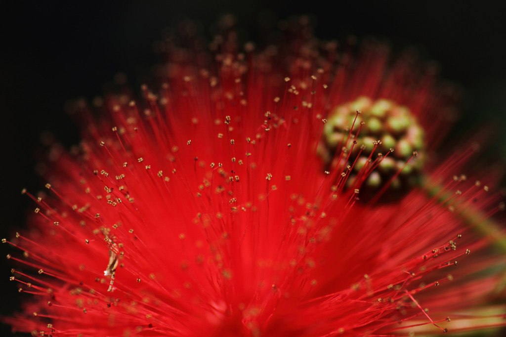 Passion　Red　