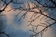 A naked branch