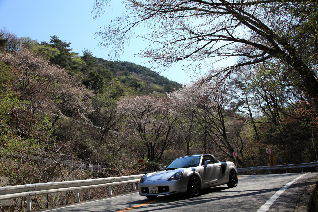 Sakura　Coner