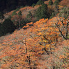 全山紅葉