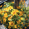 Color　of　the　Sun