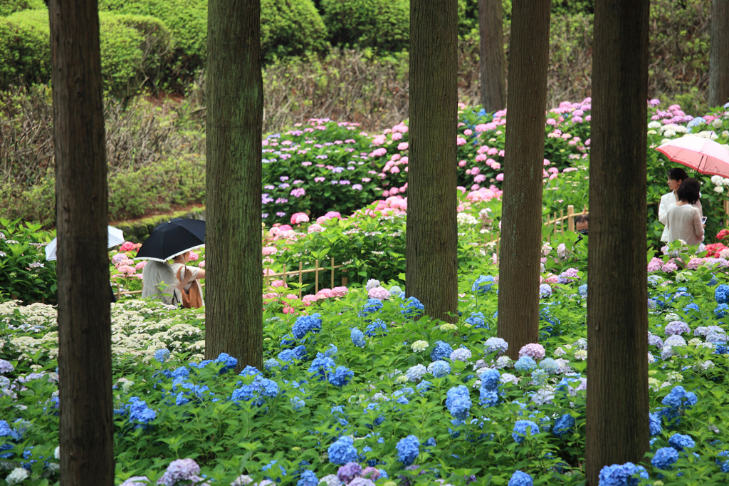 三室戸寺のアジサイ