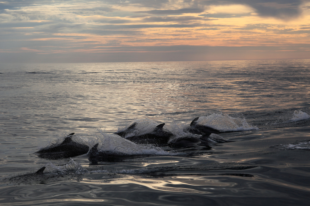 Dolphin　Splash