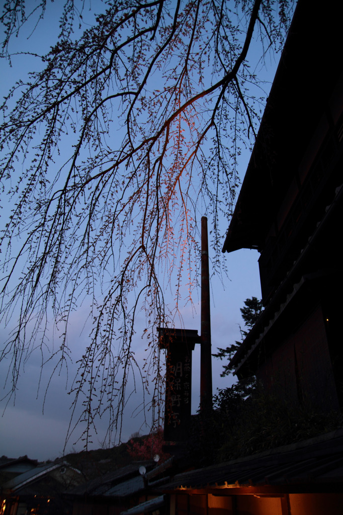 二寧坂の枝垂れ桜