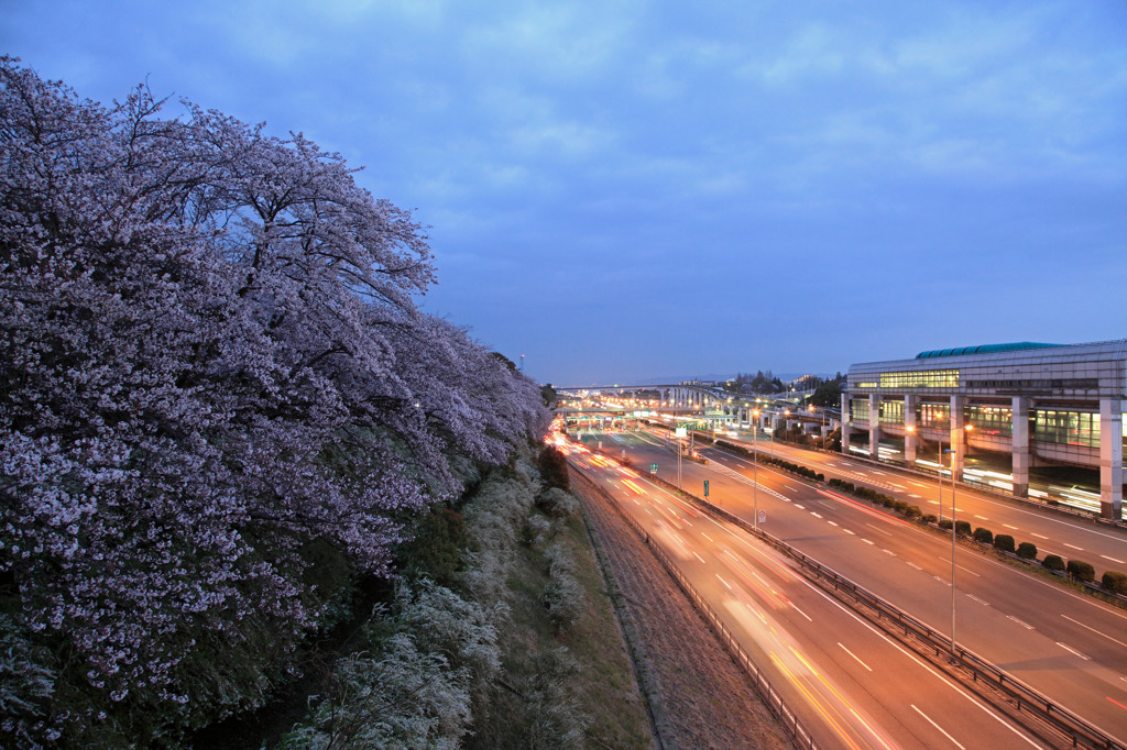 万博記念公園の桜