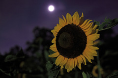 Sunflower  with moonlight