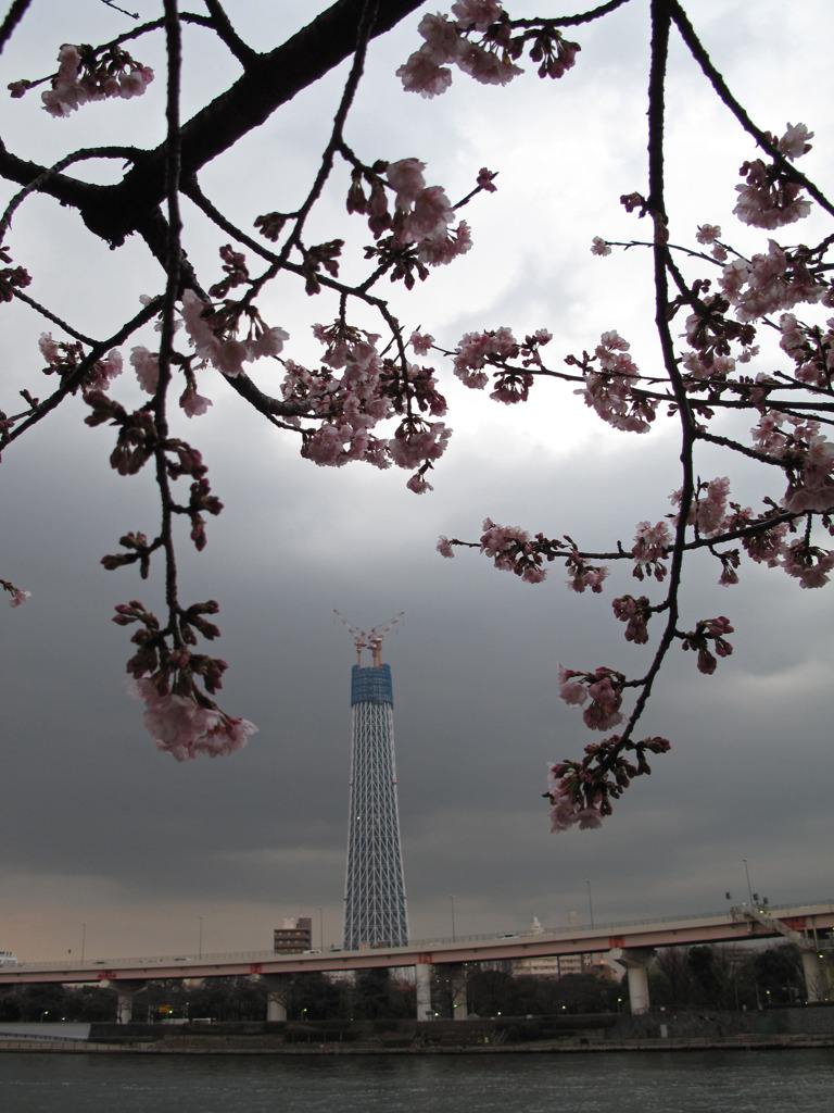 早咲きの桜越しに東京スカイツリーを臨む