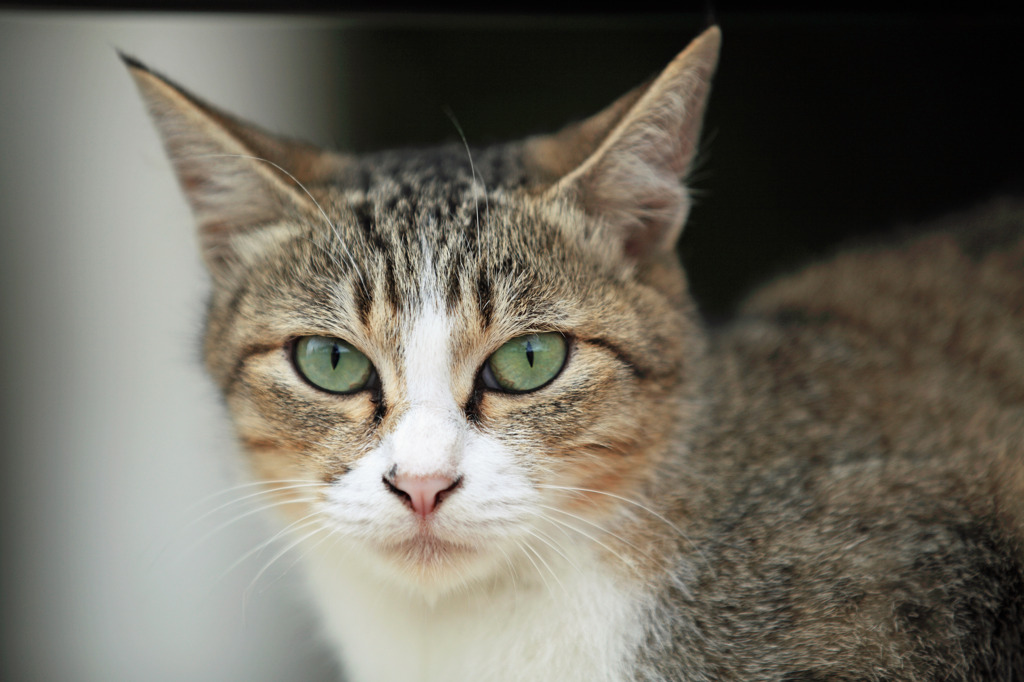 Pride of a stray cat 