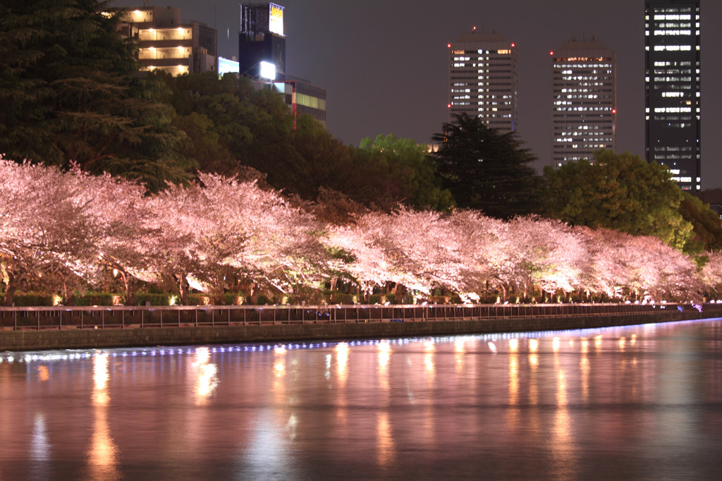 Sakura　in　Pink