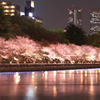 Sakura　in　Pink