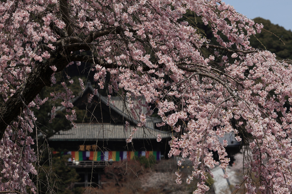長谷寺の本堂は桜の簾を掲げて見る