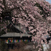 長谷寺の本堂は桜の簾を掲げて見る