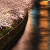 師走の夜に咲く桜　