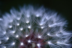 Dandelion with LED light