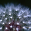 Dandelion with LED light