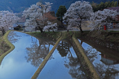 3段の棚田に写る桜の風景