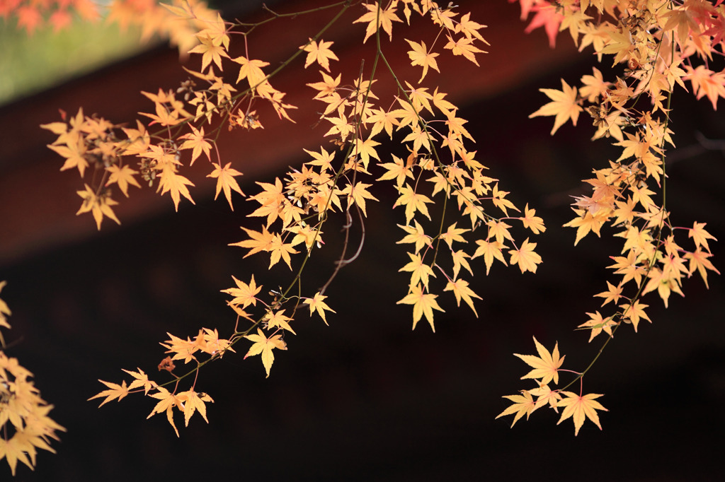 薄色紅葉