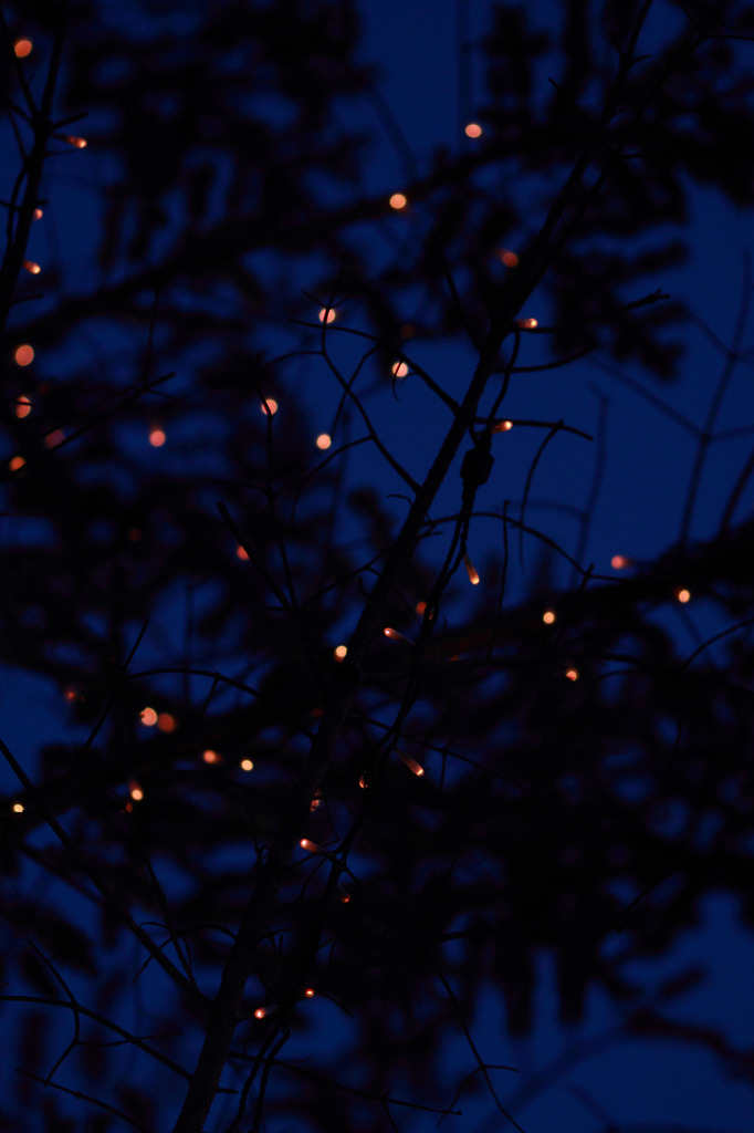 Blue　Night　Tree