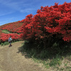 真紅の森を抜けて