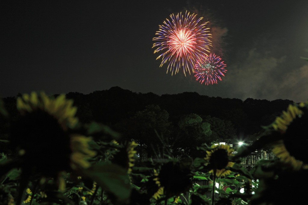 Let's enjoy fireworks with me