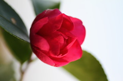 Sazanka