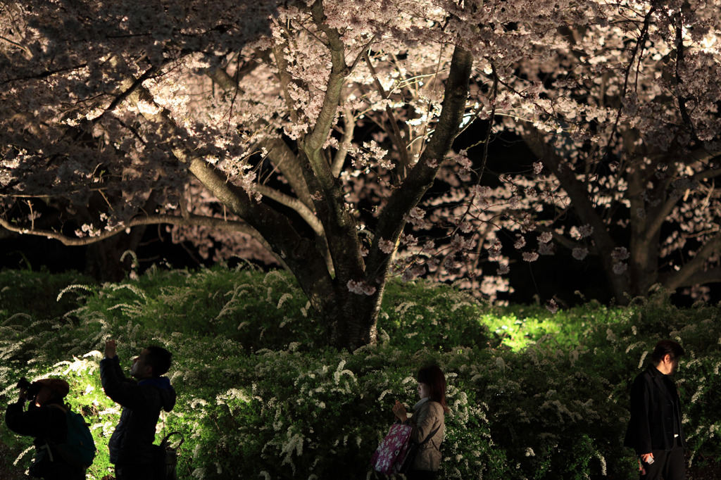 それぞれの桜