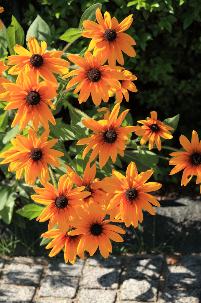 Pretty　little　suns