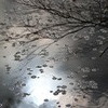 蓮池、モミジ（ver.2）