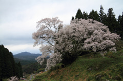 千年桜～奈良、佛隆寺