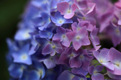 Blue and purple gradation