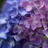 Blue and purple gradation