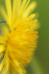 Dandelion　Yellow