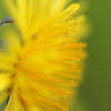 Dandelion　Yellow