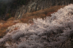 屏風岩の桜