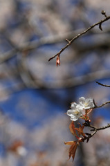 長谷寺の山桜