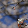 長谷寺の山桜