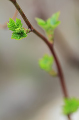 芽吹き