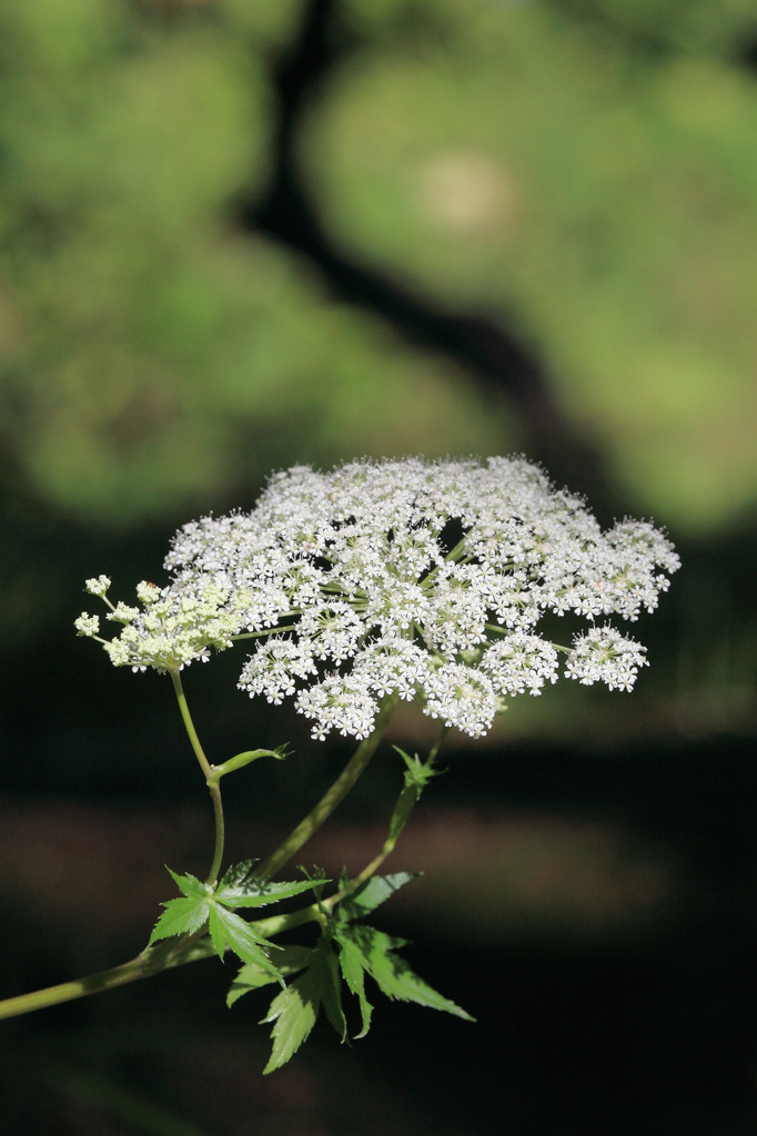 White fireworks in the forest