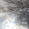 蓮池、モミジ