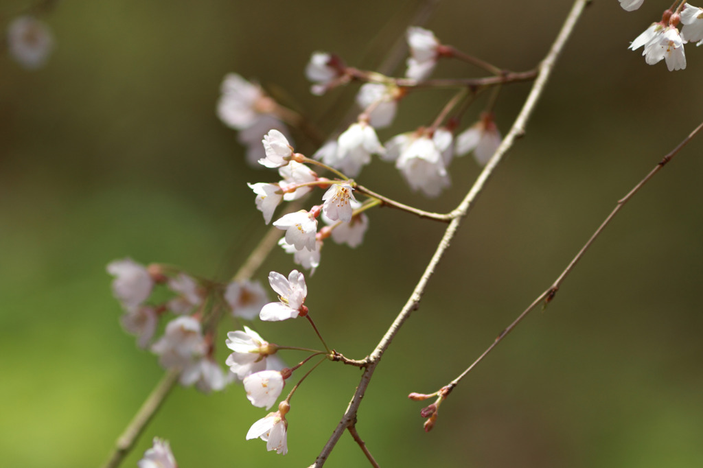 長谷寺の枝垂桜