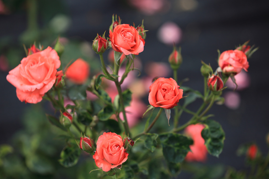 Fragrance of the coral pink