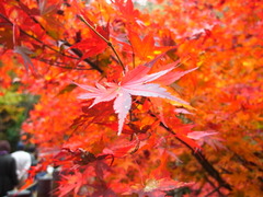 紅葉