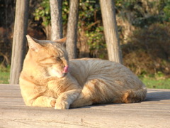 日向ぼっこ