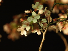 夜桜③